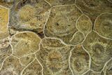 Polished Fossil Coral (Actinocyathus) - Morocco #110555-2